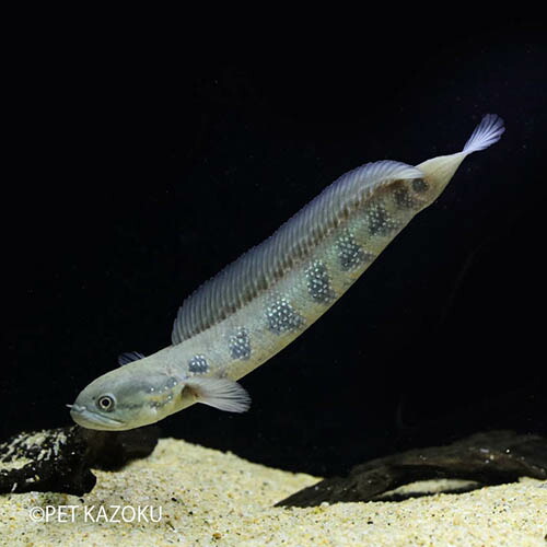 ネット限定 スネークヘッド 33cm コウタイ 観賞魚生体 Smart24x7india In