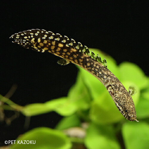 楽天市場 ポリプテルス オルナティピンニス コンゴ 1匹 6 9cm程度 ポリプテルス 古代魚 観賞魚 魚 アクアリウム 熱帯魚 ペット ワイルド 未来アクアリウム 楽天市場店