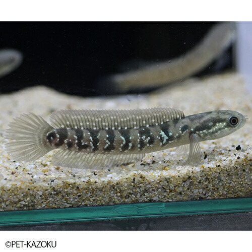 楽天市場 コウタイ 1匹 8 12cm程度 古代魚 観賞魚 魚 アクアリウム 熱帯魚 ペット ワイルド 未来アクアリウム 楽天市場店 楽天市場 コウタイ 1匹 8 12cm程度 古代魚 観賞魚 魚 アクアリウム 熱帯魚 ペット ワイルド 未来アクアリウム 楽天市場店