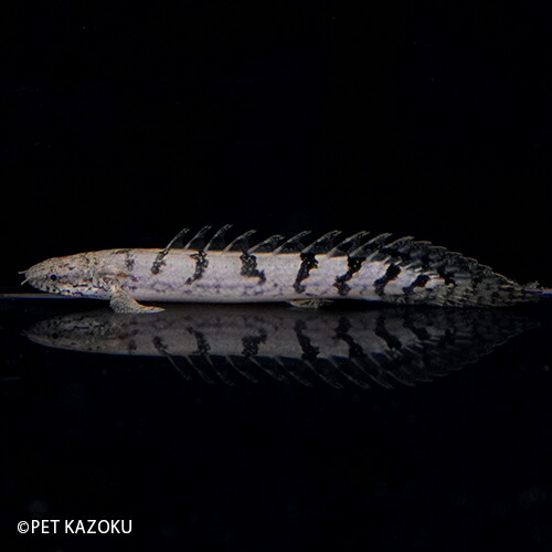 コックコート 616 40 616 45 おしゃれ 白 黒 飲食店 ユニフォーム 長袖 男女兼用 Kazen Kzny