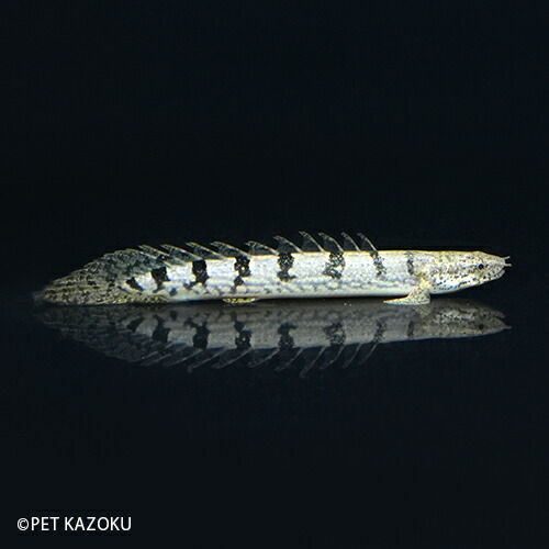 ポリプテルス ロイヤルデルヘッジー ブリード Rdz10 1匹 8 10cm程度 観賞魚 魚 アクアリウム 熱帯魚 ペット スネークヘッド Fmcholollan Org Mx