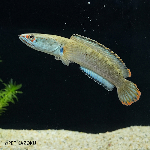 アイズファイヤースネークヘッド Eyf02 1匹 10 12cm程度 観賞魚 魚 アクアリウム 熱帯魚 ペット 古代魚 Kanal9tv Com