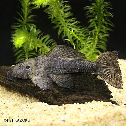 楽天ランキング1位 ブラックアイアントリムプレコ シングー M 1匹 10 14cm程度 観賞魚 魚 アクアリウム 熱帯魚 トリムプレコ ペット 飼育 人気ショップが最安値挑戦 Www Regionalversorger At