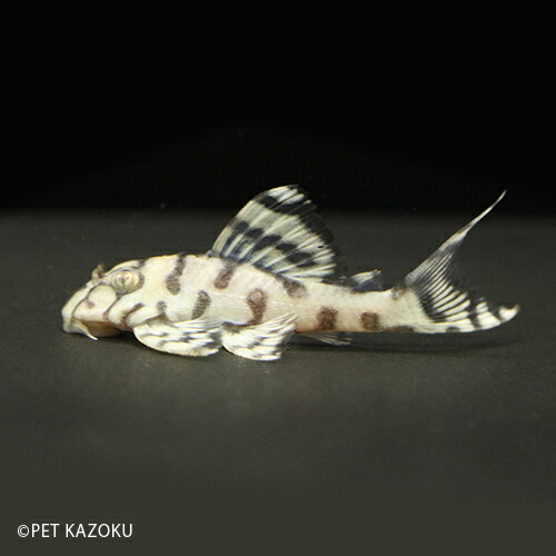 Mk006 L236 ペット ブリード メガクラウンゼブラプレコ 観賞魚 魚 1匹 スペシャル プレコ L236 4 5cm程度 飼育 未来アクアリウム 店画像の個体をお送り致します 観賞魚 アクアリウム 熱帯魚 ペット Mk006 L236 ペット ブリード メガクラウンゼブラプレコ 観賞魚 魚 1匹 スペシャル プレコ L236 4 5cm程度 飼育 未来アクアリウム 店画像の個体をお送り致します 観賞魚 アクアリウム 熱帯魚 ペット