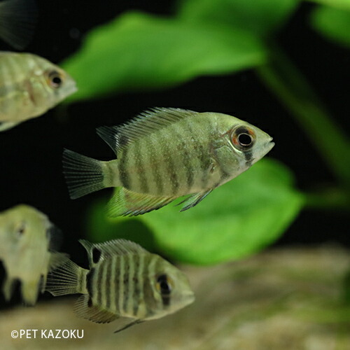 楽天市場 へロス セベラム マナカプル ｓ 2cm程度 1匹 観賞魚 魚 アクアリウム 熱帯魚 ペット 水草水槽 未来アクアリウム 楽天市場店