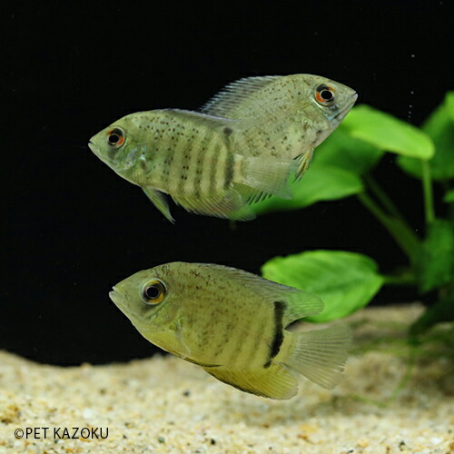 楽天市場 へロス セベラム マナカプル ｓｍ 3 4cm程度 1匹 観賞魚 魚 アクアリウム 熱帯魚 ペット 水草水槽 未来アクアリウム 楽天 市場店