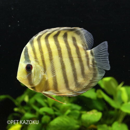 楽天市場 グリーンディスカス ペルー 1匹 10 11cm程度 ワイルド 観賞魚 魚 アクアリウム 熱帯魚 ペット 水槽 飼育 アメリカンシクリッド 未来アクアリウム 楽天市場店