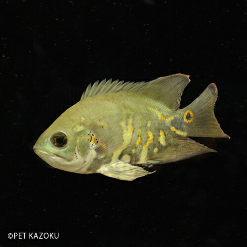 人気特価激安 ワイルドオスカー サンタ クルース Ml A 1匹 12 13cm程度 観賞魚 魚 アクアリウム 熱帯魚 ペット 飼育 アメリカンシクリッド 未来アクアリウム 店 限定製作 Suem Com Tr