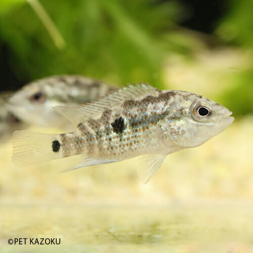 楽天市場 ナンドプシス グラモイデス 1匹 3 4cm程度 観賞魚 魚 アクアリウム 熱帯魚 ペット 飼育 アメリカンシクリッド 未来アクアリウム 楽天市場店 楽天市場 ナンドプシス グラモイデス 1匹 3 4cm程度 観賞魚 魚 アクアリウム 熱帯魚 ペット 飼育 アメリカンシクリッド 未来アクアリウム 楽天市場店