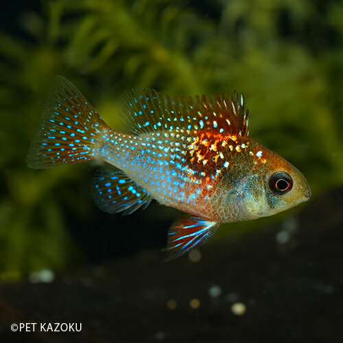 楽天市場 アレックスラミレジ 国内ブリード 1ペア 3 4cm程度 観賞魚 魚 アクアリウム 熱帯魚 ペット アメリカンシクリッド 小型 未来アクアリウム 楽天市場店