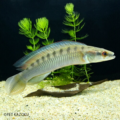 クレニキクラ マルモラータ ラーゴ マリパウア 1匹 13 16cm度合い 水槽 熱帯魚 唐人笛 繁殖 ワイルド アメリカンシクリッド I Surgical Com