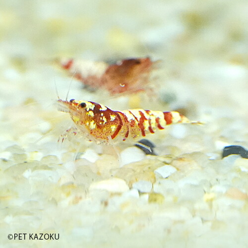 楽天市場 レッドファンシーシュリンプ 1匹 0 5 0 8cm程度 シュリンプ 観賞魚 アクアリウム 熱帯魚 ペット 未来アクアリウム 楽天市場店