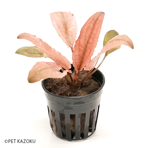 クリプトコリネ フラミンゴ Pot 水草 インポート アクアリューム Upntabasco Edu Mx