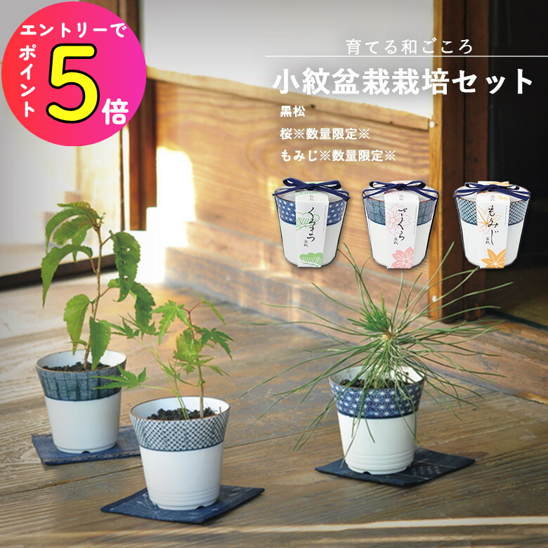 楽天市場】＼3000円で5%OFFクーポン／ 聖新陶芸 染付小紋盆栽栽培