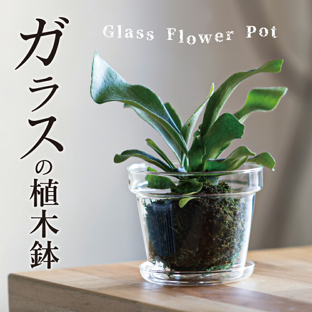 【楽天市場】\楽天市場ランキング第1位受賞／【ガラスの植木鉢☆受け皿付き】植木鉢 ポット フラワーポット ガラス 球根栽培 水耕栽培 苔玉 ...