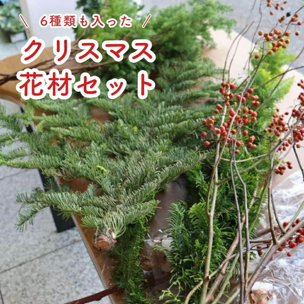 楽天市場】【クリスマス花材セット】ヒムロ杉3本 黄金ヒバ1本 野ばら2