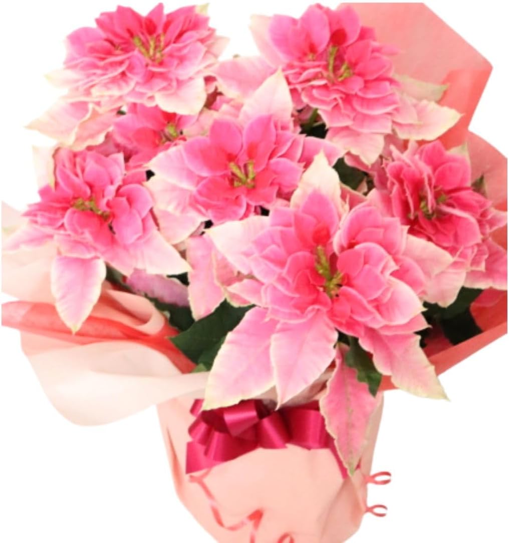 ドライフラワー 花材》☆即日出荷☆大地農園 マグノリアリーフ