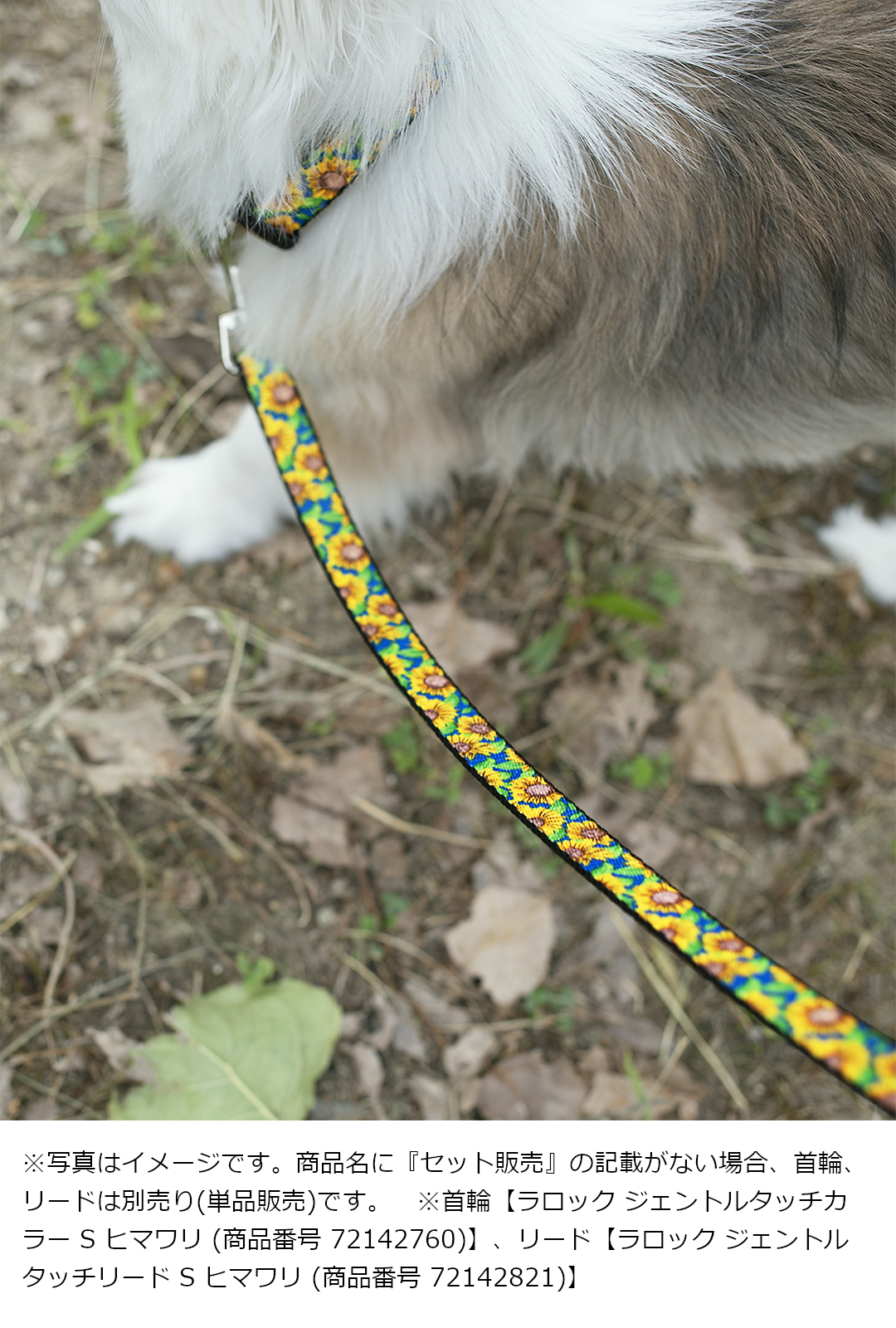 楽天市場 犬 リード かわいい おしゃれ ソフトなテープ素材 小型犬用 送料無料 メール便のみ ギフト包装可ラロック ジェントルタッチリード Sサイズ 犬猫用品と雑貨 ラロックショップ