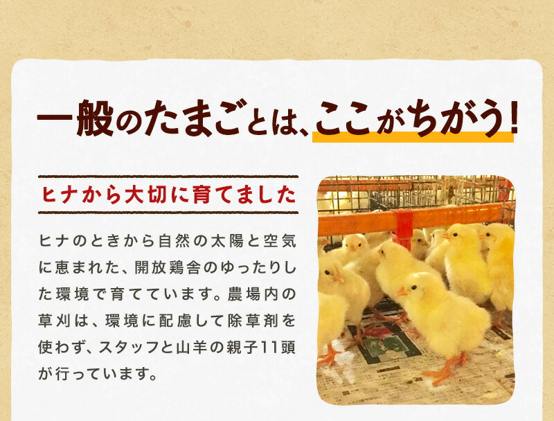 ひなたまこっこのふわふわ新食感ブッセ”天使のふわふわたまご”6個入り【三種のチーズのバランスが絶妙なクリームをサンド】