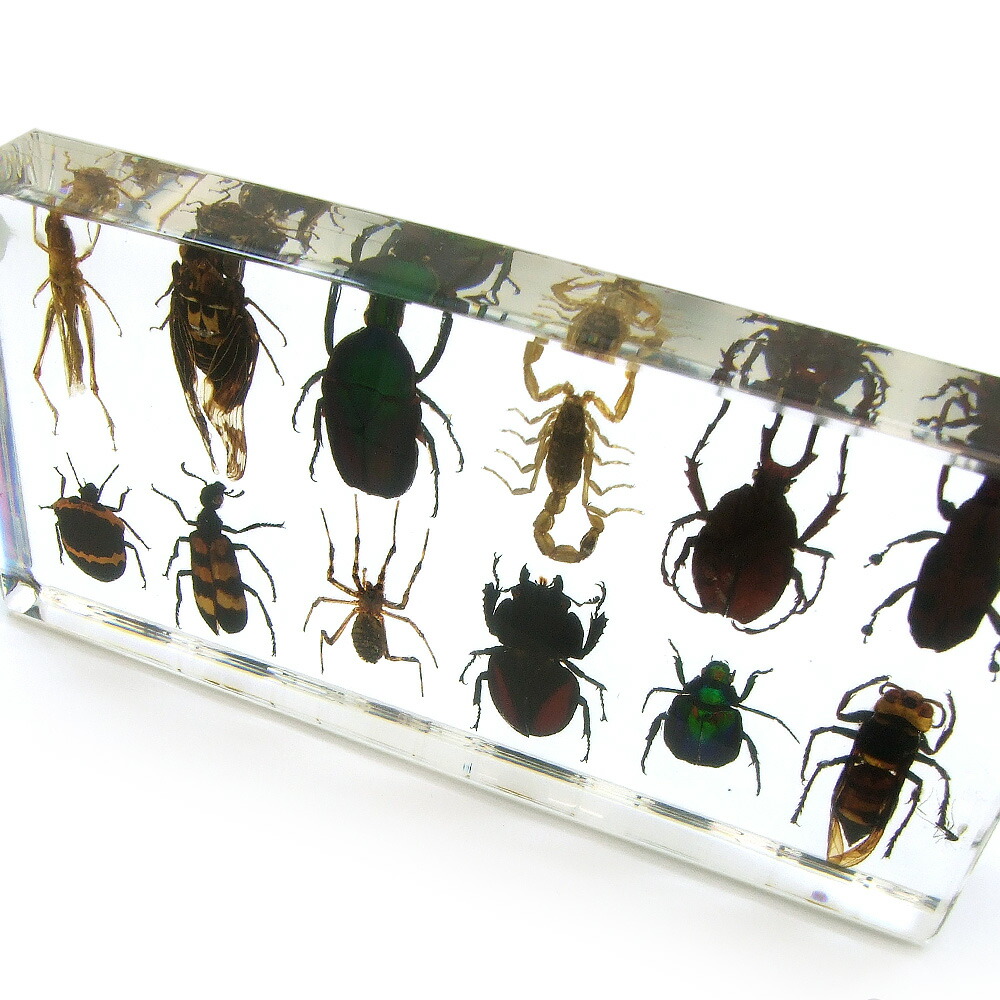 楽天市場 メール便不可 限定入荷 昆虫樹脂標本 12種 サソリ クワガタ セミ コオロギ クモ カメムシ 他 Hl02 虫 昆虫 甲虫 レジン 樹脂 コレクション 置物 ディスプレイ 科学 インセクト リアル 本物 夏休み 自由研究 虫取り ペーパーウェイト サソリ 楽天市場 メール便不可 限定入荷 昆虫樹脂標本 12種 サソリ クワガタ セミ コオロギ クモ カメムシ 他 Hl02 虫 昆虫 甲虫 レジン 樹脂 コレクション 置物 ディスプレイ 科学 インセクト リアル 本物 夏休み 自由研究 虫取り ペーパーウェイト サソリ