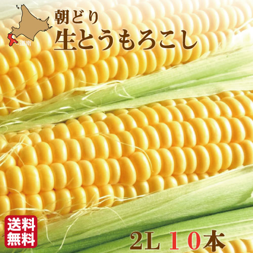 楽天市場 季節限定 とうもろこし 北海道 送料無料 恵味ゴールド L 2lサイズ 10本 詰め合わせ 朝採れ直送 函館市 坂口農園 産地直送 産直 生とうきび スイートコーン ピュアホワイト ゴールドラッシュ 黄色 白 冷蔵 南北海道の生産者直送店 道南地元