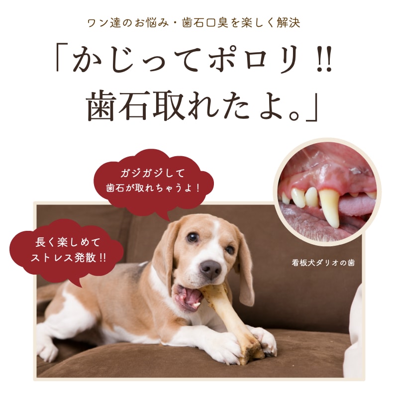 レビューで送料無料 6 クーポン24日迄 ドッグフード 犬 おやつ 無添加 国産 プレミアム 豚ボーン 6本 詰め合わせ 硬い 骨 アレルギー 歯石除去 歯石とり 口臭 大きい骨 ガム 豚骨 豚の骨 小型犬 中型犬 大型犬 超大型犬 サリダリ 在庫一掃