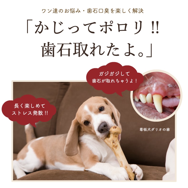 ドッグフード 犬 おやつ 無添加 国産 豚ボーン 6本 詰め合わせ 硬い 骨 アレルギー 歯石除去 歯磨き ハミガキ 口臭 デンタルケア 大きい骨 ガム 豚骨 豚の骨 小型犬 中型犬 大型犬 サリダリ 送料無料 父の日 Schwimmbad Delphine De