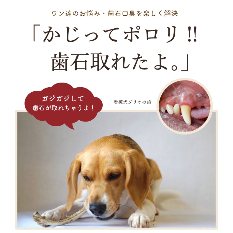 Soratabi8080dogoh ドゴー オーストラリア産 ストレス解 歯石取り 65g 無添加 おやつ 犬用 ヒューマングレード カンガルースティック