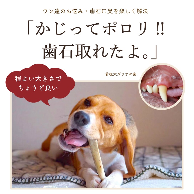 SALE 犬 歯石取り オヤツ 牛あばらボーン 70g 1〜2本 おやつ 無添加 国産 リブボーン 歯磨きガム 口臭 歯石除去 ストレス発散 小型犬  中型犬 大型犬 サリダリ お買い物マラソン qdtek.vn