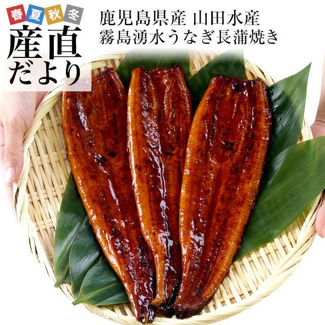 父の日にも最適　鹿児島県志布志産 山田水産 霧島湧水うなぎ 長蒲焼き 大サイズ3尾セット（140g前後×3尾）送料無料 鰻師 加藤尚武さん ギフト 化粧箱 ギフト