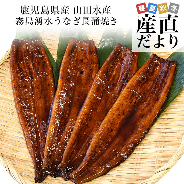 父の日にも最適  鹿児島県志布志産 山田水産 霧島湧水うなぎ 長蒲焼き 大サイズ4尾セット（140g前後×4尾）送料無料 鰻師 加藤尚武さん 鰻 ウナギ クール冷凍便 ギフト