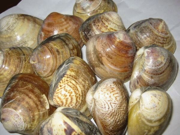 【楽天市場】殻付 ハマグリ (小) 2kg (1個あたり約30g×65個前後) チルド配送:食品のネットスーパー・さんきん