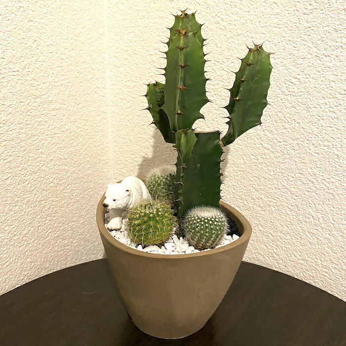 受注生育自敬 シロクマ ホッキョクグマ しろくま カクタス 観葉草木 ファーニチャー 緑であること ミニチュア 幼気 毛の荒物 図形 Bodydrop Co Uk