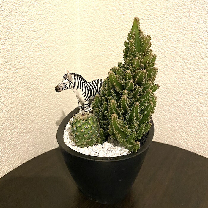 受注生産品 しまうま サボテン 観葉植物 シマウマ アフリカ サバンナ インテリア グリーン ミニチュア かわいい 動物 フィギュア Maisons Coudrelle Fr
