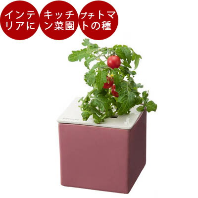 楽天市場 水耕栽培 ホームハイポニカ ホームハイポニカキット 心知菜園 Cocochisaien Tokilaboトキラボ楽天市場店