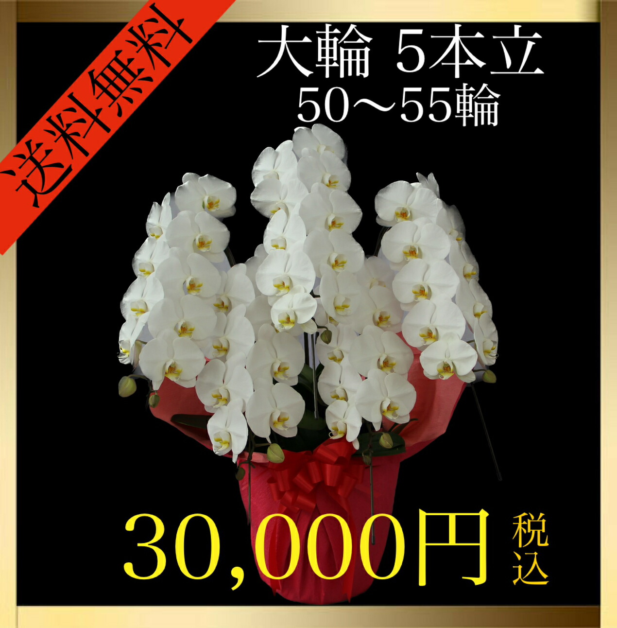 登場! 胡蝶蘭 大輪 5本立て 50輪〜55輪 蕾込み 白 花 お祝い ギフト 開店 誕生日 送料無料 fucoa.cl