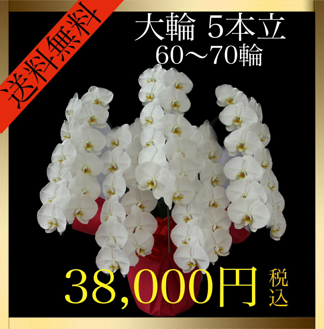 海外並行輸入正規品 胡蝶蘭 大輪 5本立て 60輪〜70輪 蕾込み 白 花 お祝い ギフト 開店 誕生日 送料無料 fucoa.cl