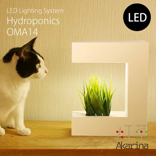 Akarina14 リビング テレビで話題 ホワイト Led水耕栽培 リビング用 通信販売 Led ダイニング用 照明 全品5 Offクーポン配布中 3 金 0 00 3 28 土 01 59まで 家庭内栽培 おしゃれ インテリア デザイン カフェ バジル ルッコラ クレソン パセリ サ Akarina14 リビング テレビで話題 ホワイト Led水耕栽培 リビング用 通信販売 Led ダイニング用 照明 全品5 Offクーポン配布中 3 金 0 00 3 28 土 01 59まで 家庭内栽培 おしゃれ インテリア デザイン カフェ バジル ルッコラ クレソン パセリ サ