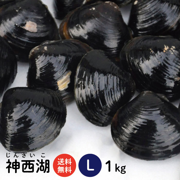 楽天市場】【送料無料】 宍道湖産 砂抜き済 冷凍しじみ Lサイズ1kg（1kg×1袋、1キロ）青森県・十三湖に並ぶ日本有数の漁獲量を誇る島根県・宍道湖 より産地直送 【国産 蜆 冷凍シジミ 大和しじみ 寒しじみ 土用しじみ 時短 しじみ汁 オルニチン 産直 お取り寄せ 父の日 ...