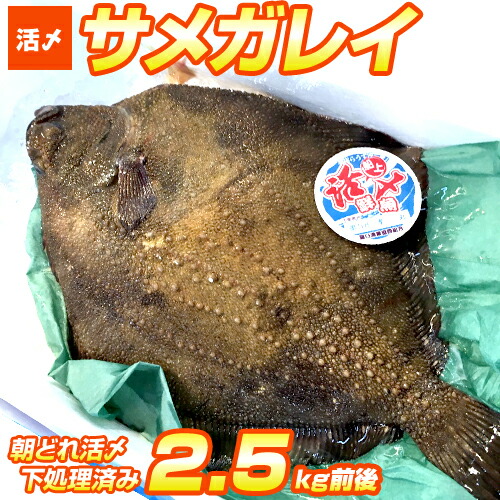 【 送料無料 】 活〆サメガレイ 2.5kgサイズ | 1尾 朝獲れ 活締め 下処理済み 北海道産 北海道 カレイ 鮫鰈 鰈 鮮魚 内臓抜き 特大サイズ 50cm超 白身 白身魚 お刺身 刺身 寿司 鮨 贈答品 贈答 ギフト グルメ ギフトグルメ 贈答グルメ 獲れたて 朝市 朝どれ 新春 節句 お中元