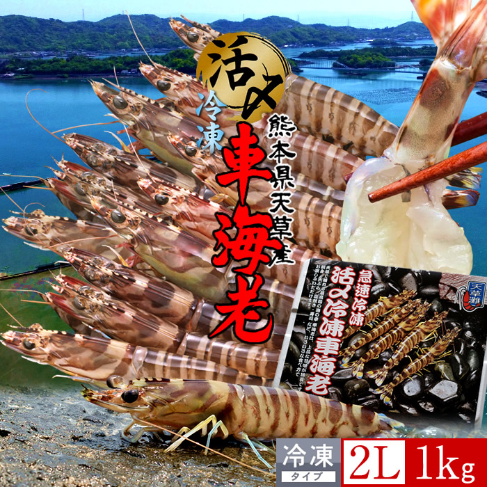 レビューで送料無料 エビ おうち時間グルメ くるまえび 車海老 活〆冷凍 特大 2l 1kg 24 28尾 車えび 熊本県天草産 活締めクルマエビ 刺身用 焼きえび ステーキ バーベキューbbq 人気食材 急速冷凍 養殖場直送 母の日 ギフト 食コレ Japan Food 残り