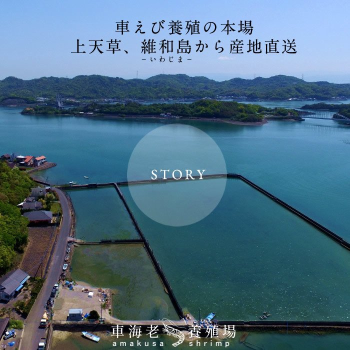 本場天草産 国産 活 車海老くるまえび 活 お刺身用 しゃぶしゃぶ 人気 熨斗 通販 ランキング 高級ギフト おすすめ プレゼント 御歳暮 お取り寄せ 冬ギフト クリスマス 年末年始 お正月お年賀 食コレ 車海老 生きたまま 特大 車エビ 2l 2 5kg 60 70尾 活 くるまえび