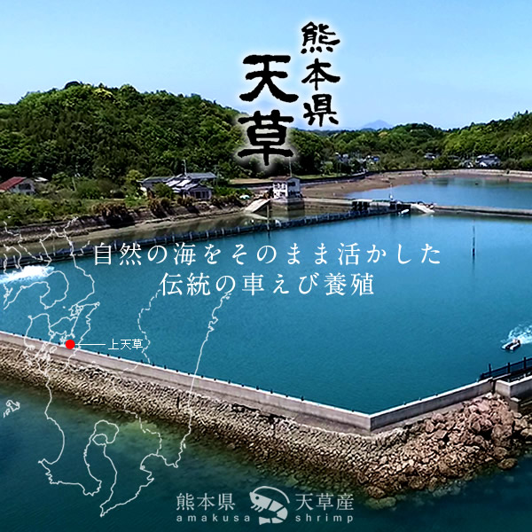 喫飯コレ 車駕海老 生きたちらちら 特大 車エビ 2l 2 5kg 60 70尻尾 活 くるまえび 生き 刺身要脚 熊本県天草設置 文化 活き 生き 大矢野島 メイルオーダー人受け 食のふるさと お返し お取り寄せ とれたて未使用 故郷直送 おすすめ 進物 優良音物 熨斗 のし相応う 車海老 喫飯コレ 車駕海老 生きたちらちら 特大 車エビ 2l 2 5kg 60 70尻尾 活 くるまえび 生き 刺身要脚 熊本県天草設置 文化 活き 生き 大矢野島 メイルオーダー人受け 食のふるさと お返し お取り寄せ とれたて未使用 故郷直送 おすすめ 進物 優良音物 熨斗 のし相応う 車海老