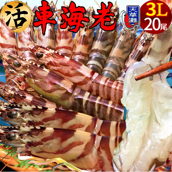 独創的 楽天市場 えび 車海老 超特大 3l ジャイアント 活車えび 尾入 車エビ 生 クルマエビの本場 熊本県天草 養殖場直送 生き 活き車海老 刺身 海老フライ 獲れたて新鮮 おすすめ人気通販 産直 高級ギフト 送料無料 母の日 ギフト 食コレ Japan Food