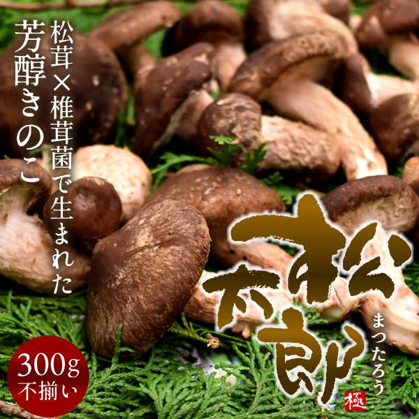 楽天市場】松太郎 きのこ【良品】500g（お試し不揃い）松茸×椎茸菌