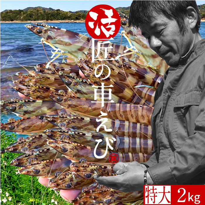 数量限定 楽天市場 エビ おうち時間グルメ くるまえび 車海老 特大 活車えび 2kg 約32 40尾 車エビ 生 クルマエビの本場 熊本県天草 養殖場直送 生き 活き車海老 おすすめ人気通販 産直 高級ギフト 匠の車えび 丸山えび 送料無料 母の日 ギフト 食コレ