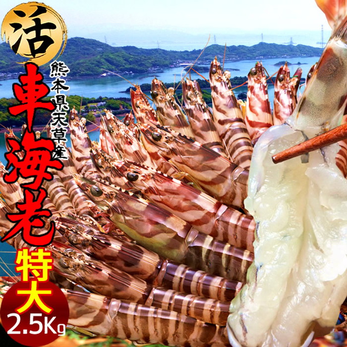 車海老 特大【2L】［予約11月］生きたまま 2.5kg［60-70尾］活車えび 島育ち 車エビ 刺身 熊本県産 天草 クルマエビ おがくず入 活きえび 食べ方 踊り食い しゃぶしゃぶ 養殖場 産直おすすめ［お歳暮 ギフト 年末年始配送］｜ショクコレ