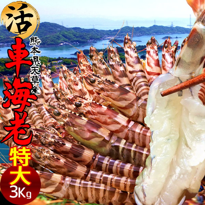 車海老 特大【2L】［予約11月］生きたまま 3kg［72-84尾］活車えび 島育ち 車エビ 刺身 熊本県産 天草 クルマエビ おがくず入 活きえび 食べ方 踊り食い しゃぶしゃぶ 養殖場 産直おすすめ［お歳暮 ギフト 年末年始配送］｜ショクコレ