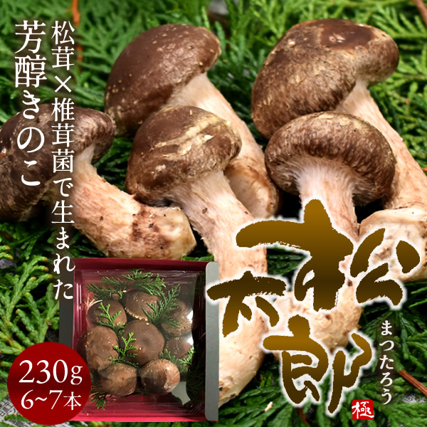 楽天市場】松太郎 きのこ［優品］230g（6〜7本）松茸×椎茸菌
