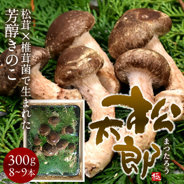 38-matutaro300.jpg